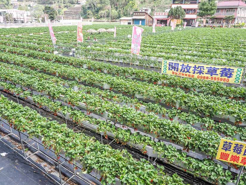 Strawberry field behind Dahu Wineland Resort