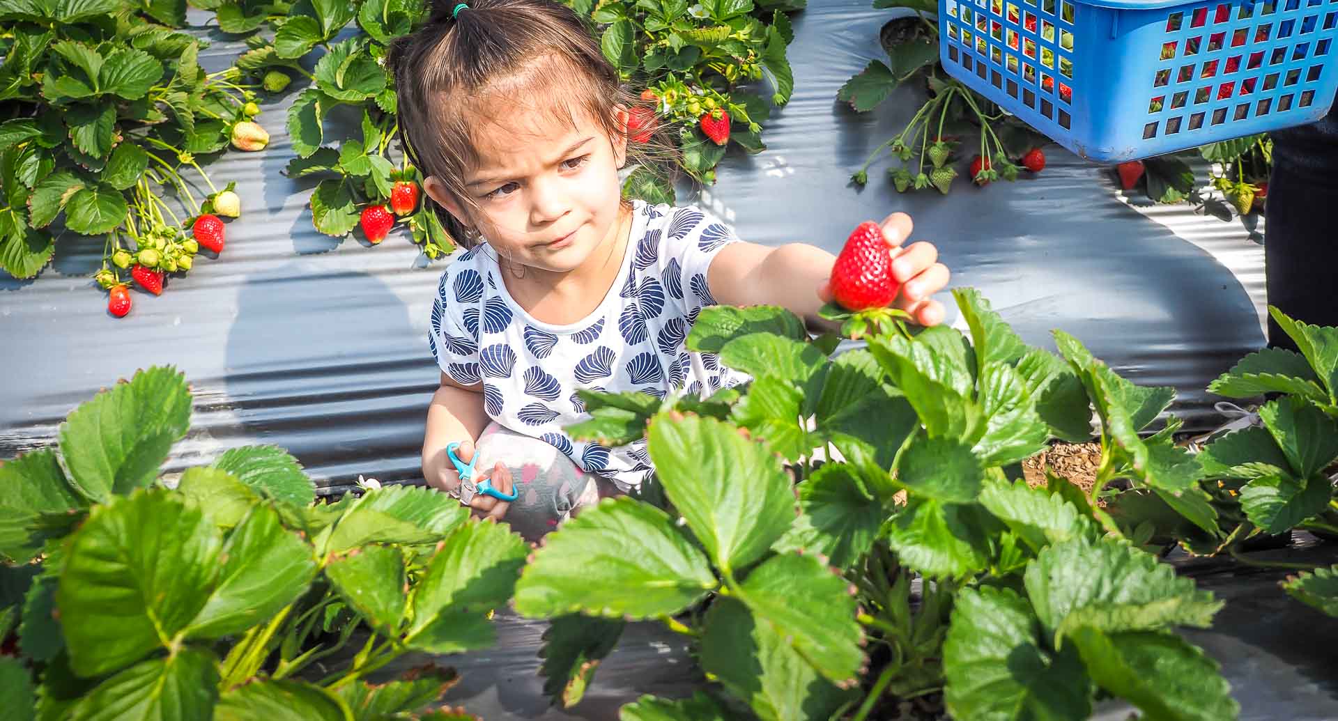 Little girl picking strawberries in Dahu, Miaoli, Taiwan