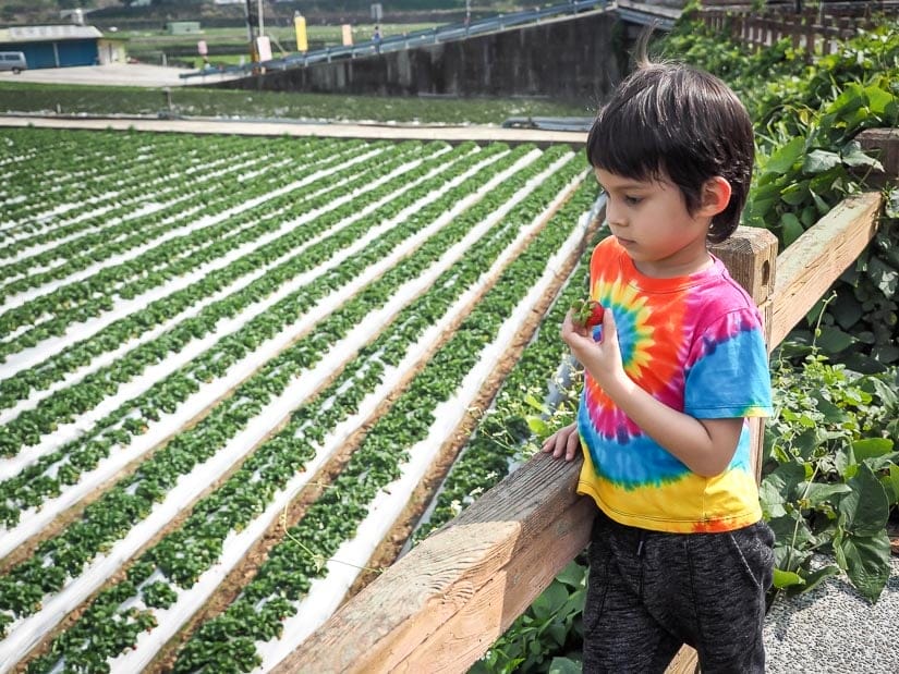 A boy looking over a strawberry farm in Dahu Taiwan