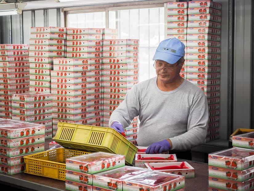 Man putting strawberries in boxes at a strawberry farm