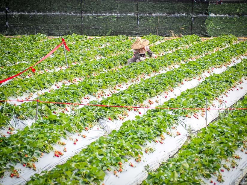 A Taiwanese woman picking strawberries