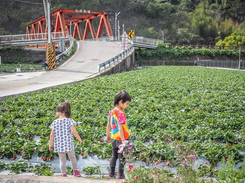 Two kids standing beside a U-Pick strawberry field in Dahu