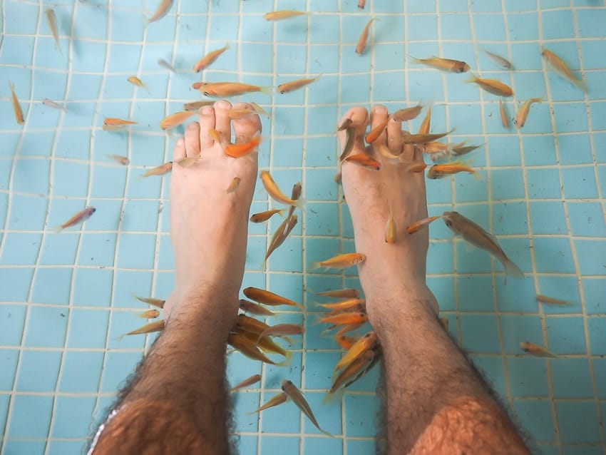 Hot spring fish that eat the dead skin off your feet 