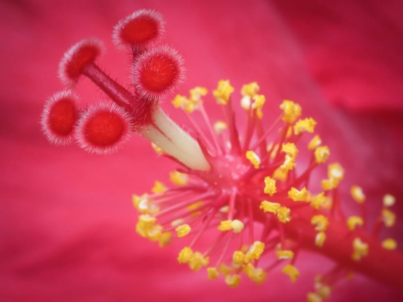 Flower filaments shot with Olympus macro lens
