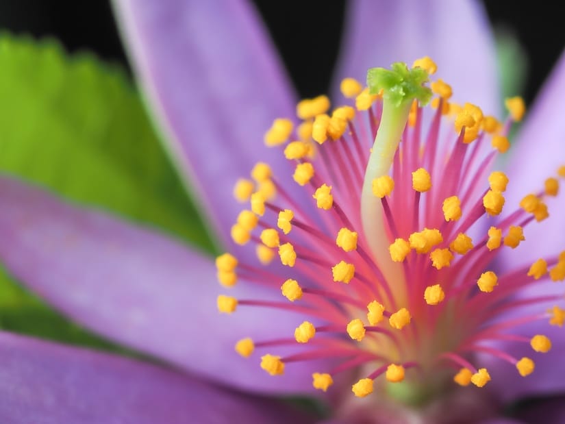 Macro shot of a flower shot with my best mirrorless camera for travel