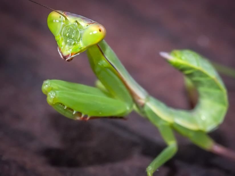 A praying mantis shot with my Olympus macro lens while traveling