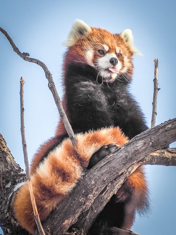 Red panda shot with Olympus zoom lens for travel