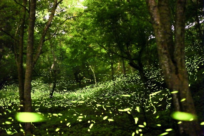 Fireflies at Dongshih Forest Garden