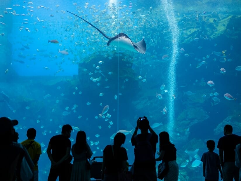 A huge glass aquarium with fish swimming inside at Xpark in Taoyuan