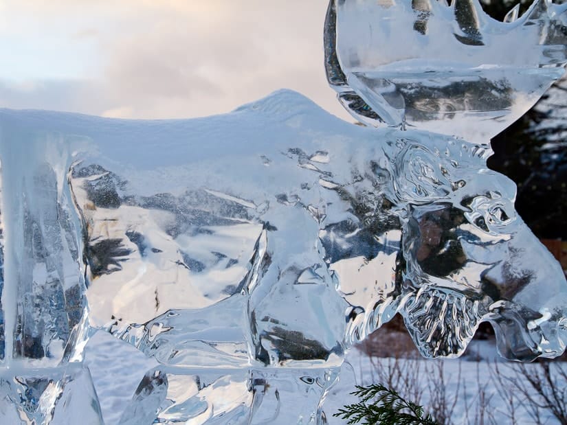 A moose ice sculpture in Jasper in January