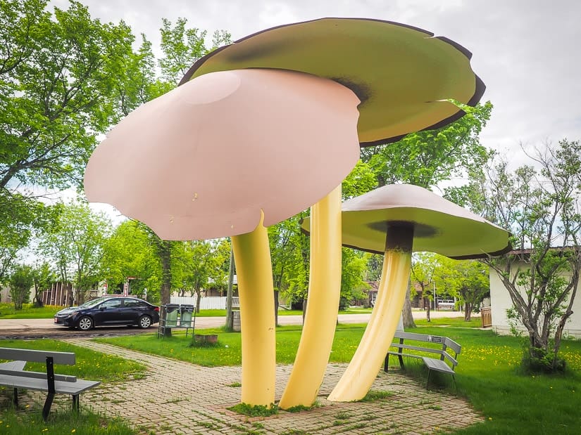 Giant mushrooms in Vilna, Alberta