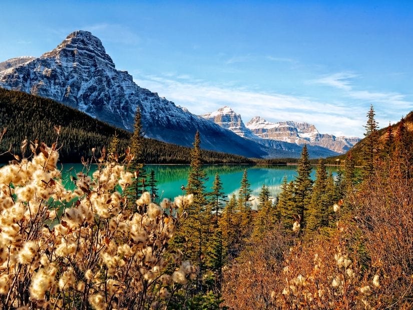 Dry vegetation with Waterfowl Lake and a mountain behind it