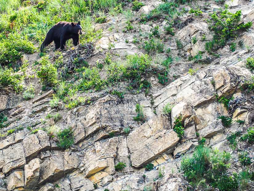 A black bear walking along a cliff in Waterton Lakes National Park
