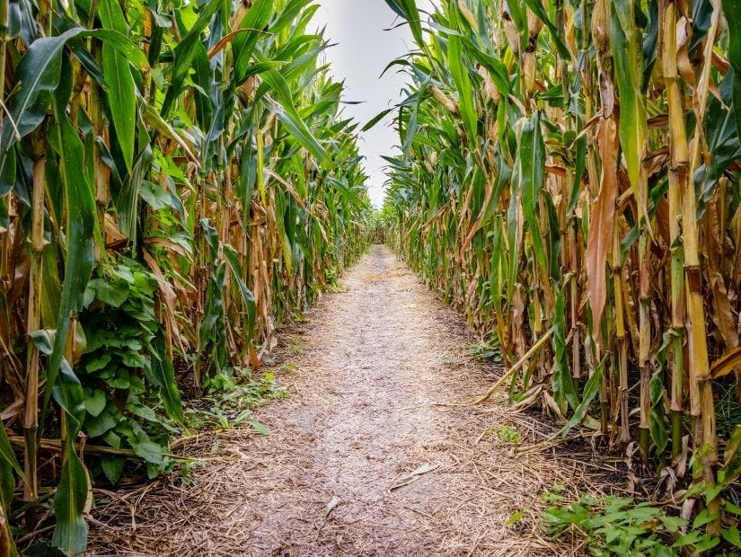 Corn maze at Kraay Family Farm