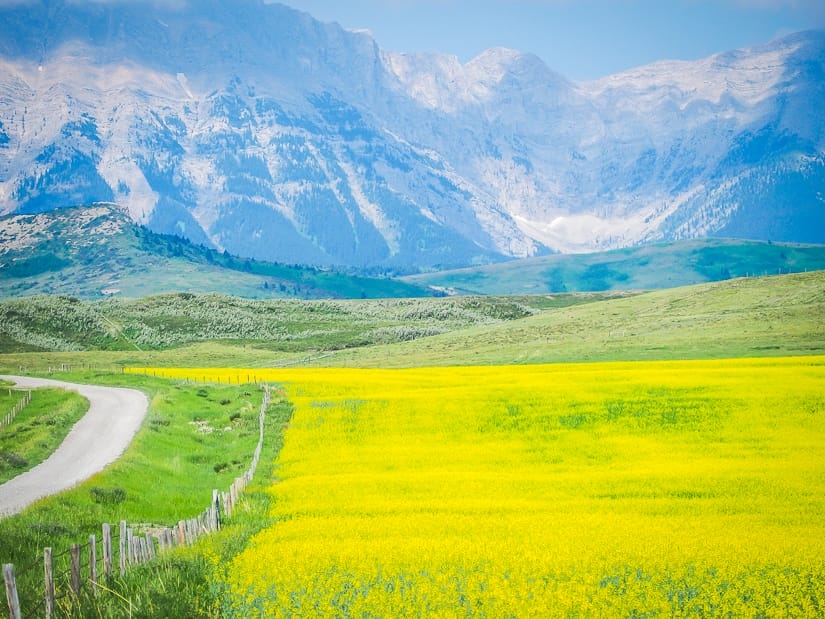 A bright yellow canola field and section of the Alberta Cowboy Trail with the Rocky Mountains in the background.