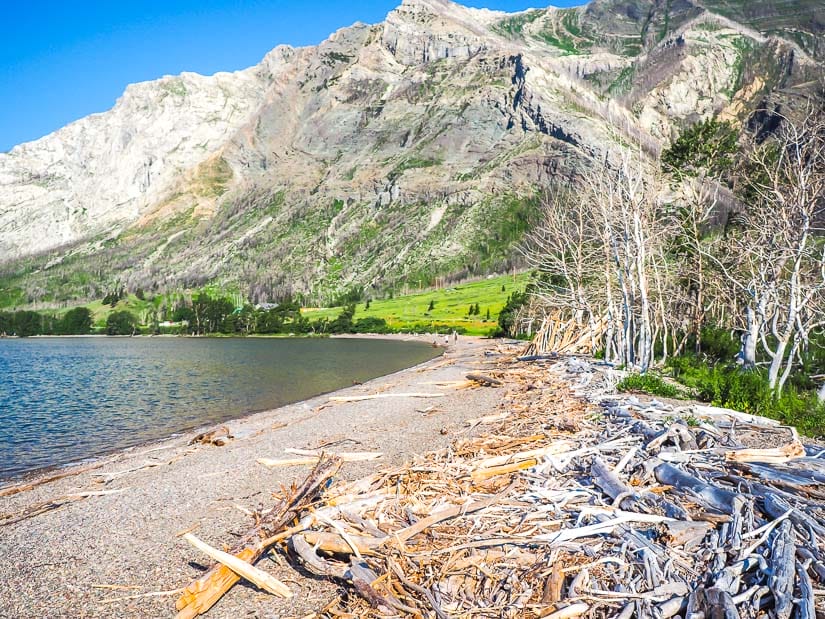 Piles of logs on the beach at Driftwood Beach in Waterton