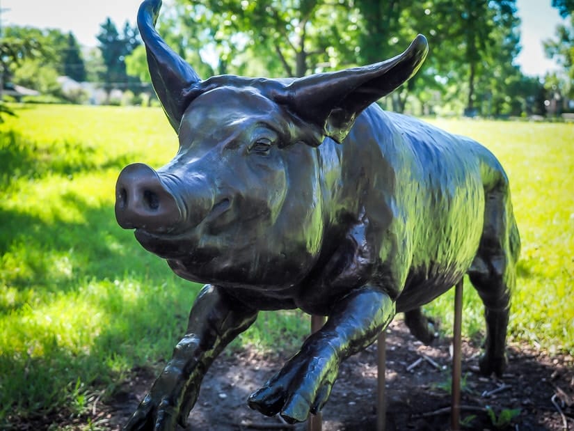 Francis the Pig statue on Rotary Recreation Park, Red Deer