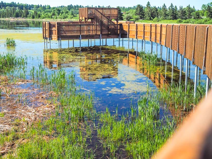 Wooden viewing platform over a pond at Gaetz Lakes in Red Deer