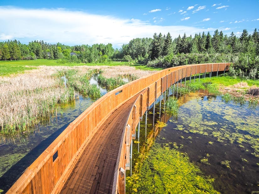 Wooden Promontory at Gaetz Lakes Migratory Birds Centre and Kerry Wood Nature Centre