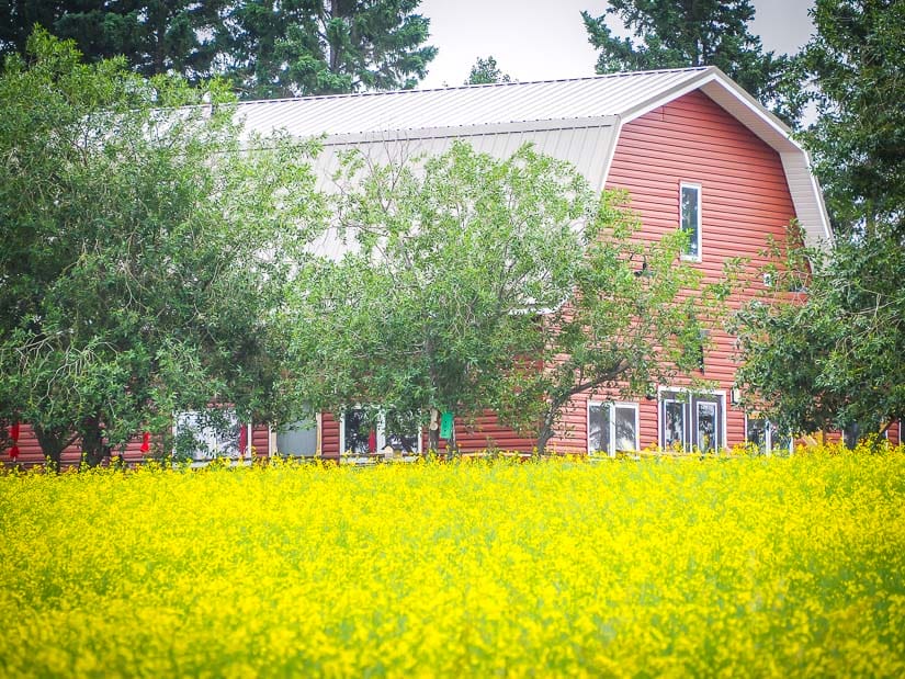 View of Little Red Barn Cafe Red Deer beyong the yellow canonal fields