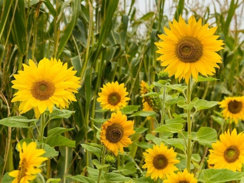 Sunflowers