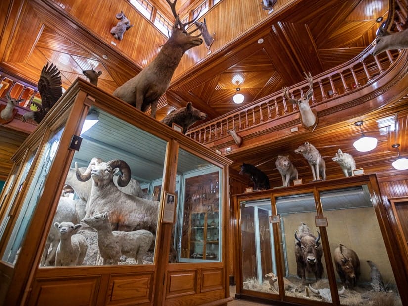 Stuffed animal displays inside the Banff Park Museum