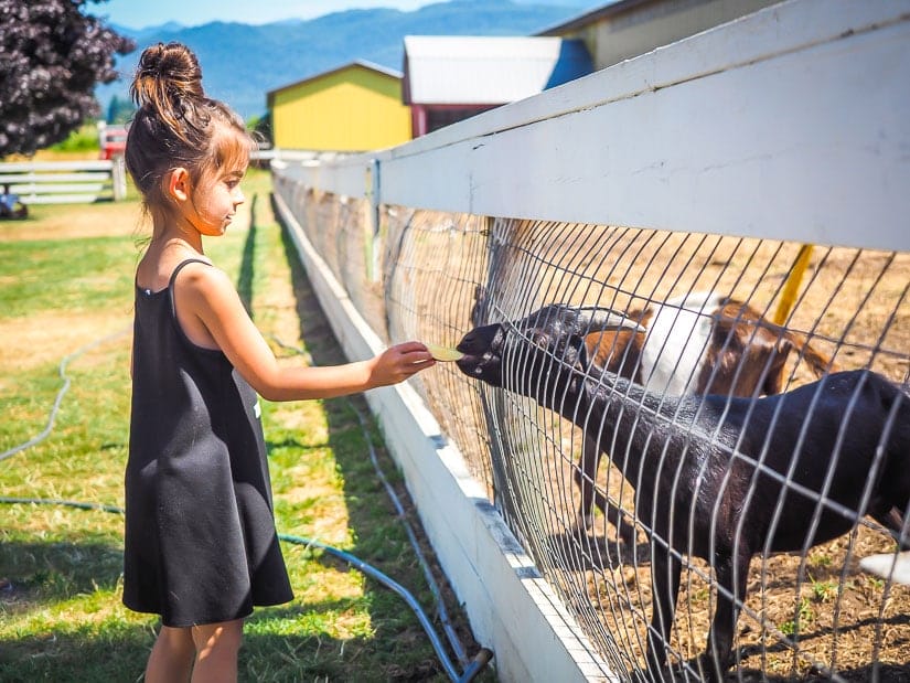 A kid feeding a goat at Birchwood Dairy Farm Abby
