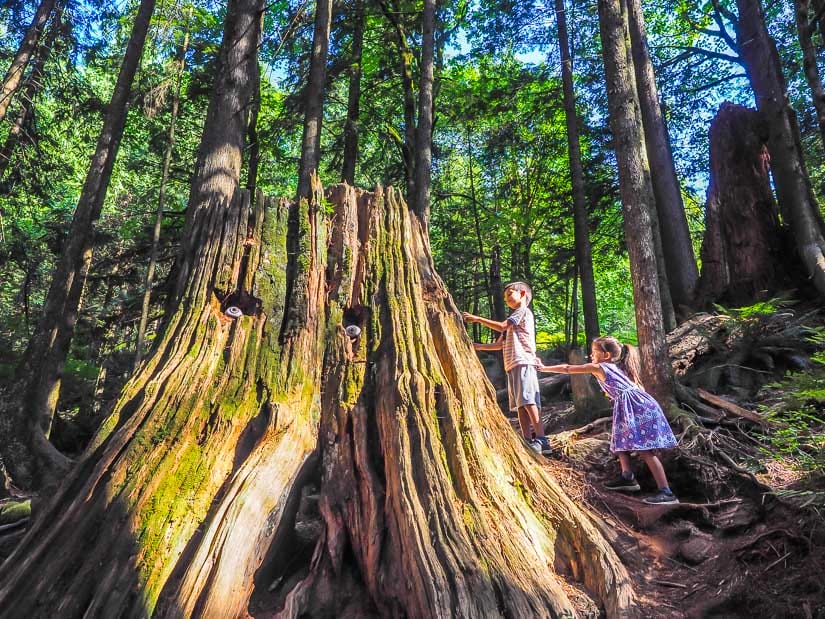 Two kids climbing beside a tree with eyes in Cascade Falls Regional Park