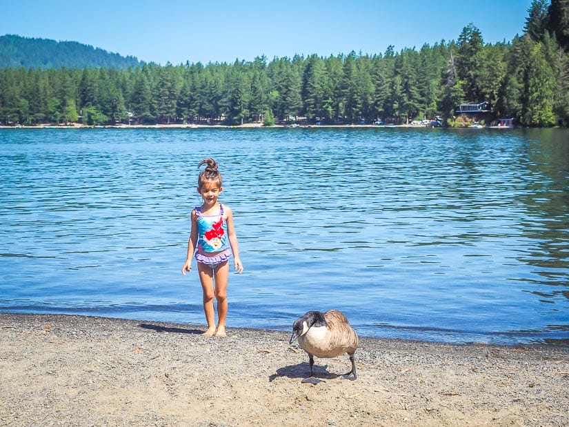 Young girl standing on the beach with a goose on Cultus Lake Chilliwack