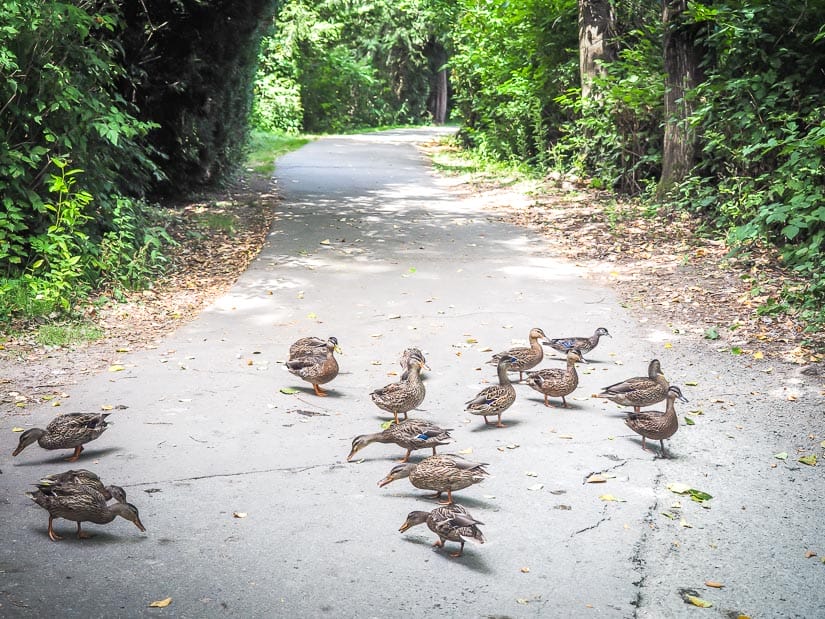 Ducks on the path of Discovery Trail Abbotsford