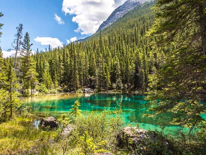 A green-colored Grassi Lake surrounded by trees