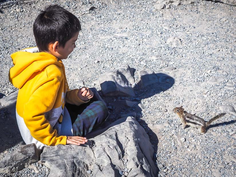 A chipmunk walking up to a young kid in Banff