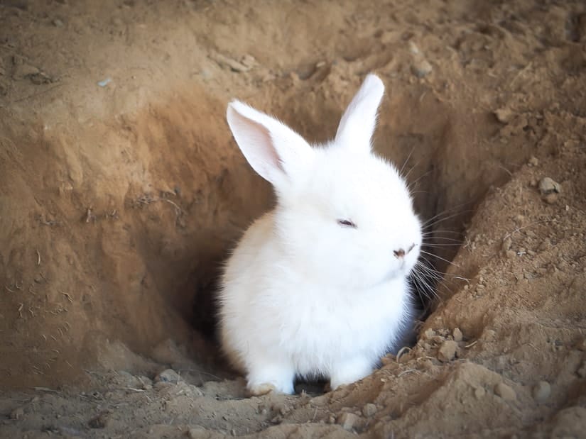 A smalll white bunny at Maan Farms
