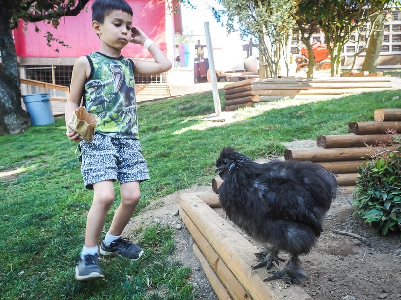 Kid on a farm with a black poofy chicken
