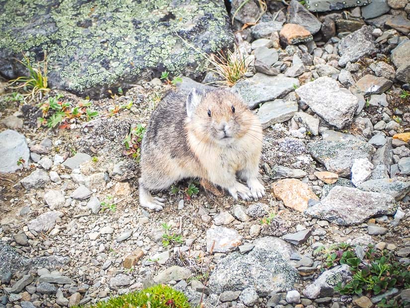 Close up of a pika on top of Whistler's Mountain in Jasper