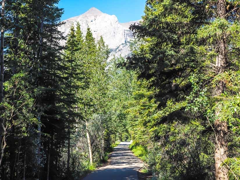 A trail through the forest on Spur Like Trail Canmore
