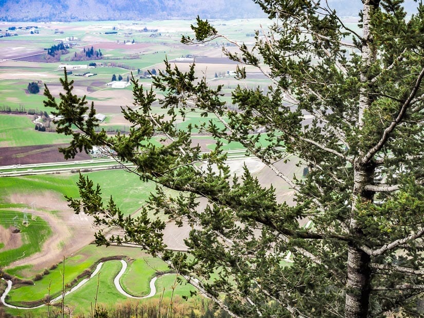 Farmland and a winding river viewed from above on Sumas Mountain, with a tree in the foreground