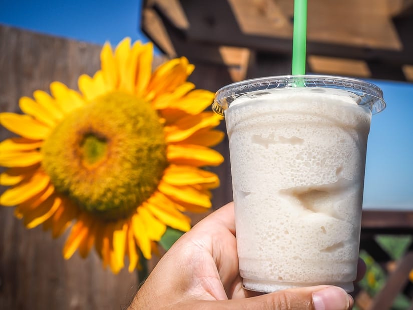 Hand holding an apple slushie with a sunflower behind it