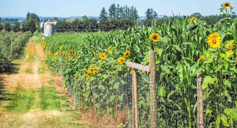 A detailed guide to Abbotsford, BC