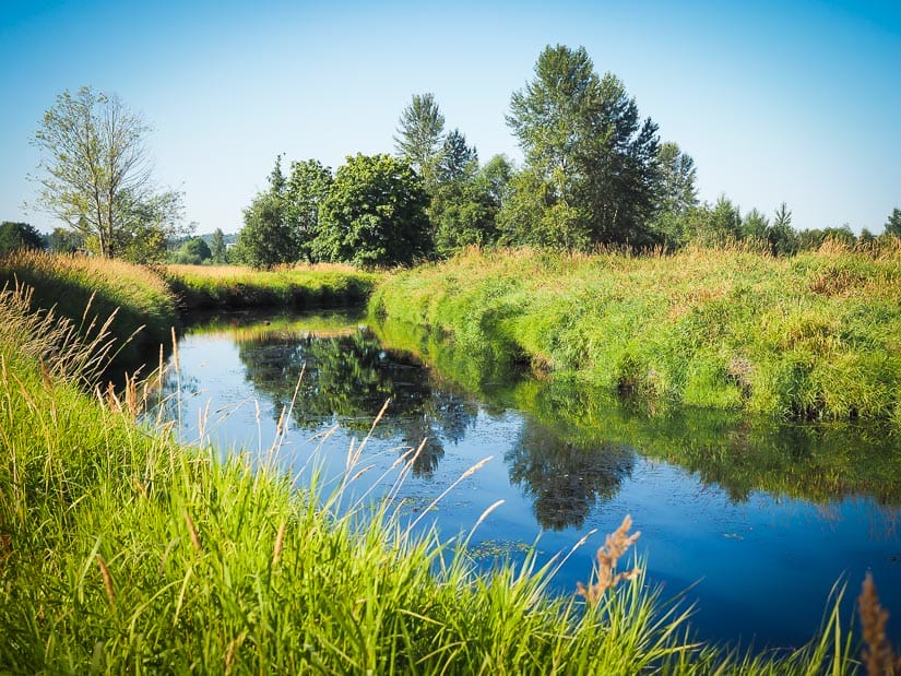 A pond surrouned by greenery in Abbotsford's Willband Creek Park