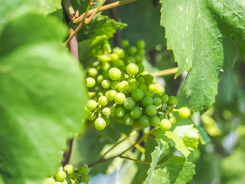 Close up of wine grapes for making wine in Abbotsford