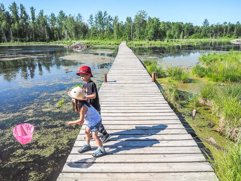 Two kids on a boardwalk with fishing nets on Amisk Wuche Trail in Elk Island National Park