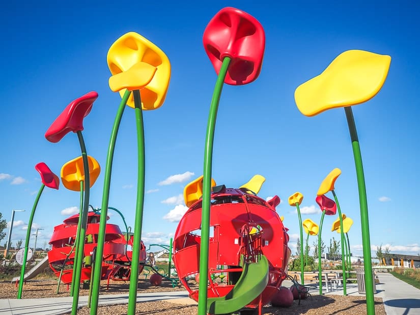 A tomato-themed playground in Blatchford, one of the newest communities in Edmonton