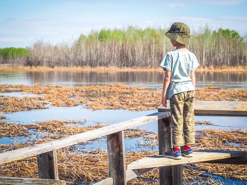 A kid standing on a bench looking out at a swamp at Clifford E. Lee Sanctuary just outside of Edmonton