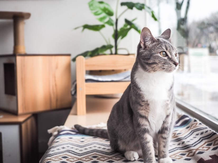 A cat looking out the window at Edmonton Cat Cafe on Whyte Ave