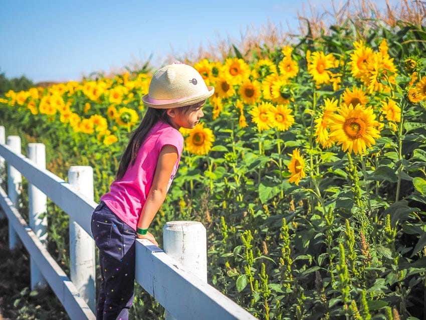 A girl standing on a fence and looking at sunflowers at the Edmonton Corn Maze