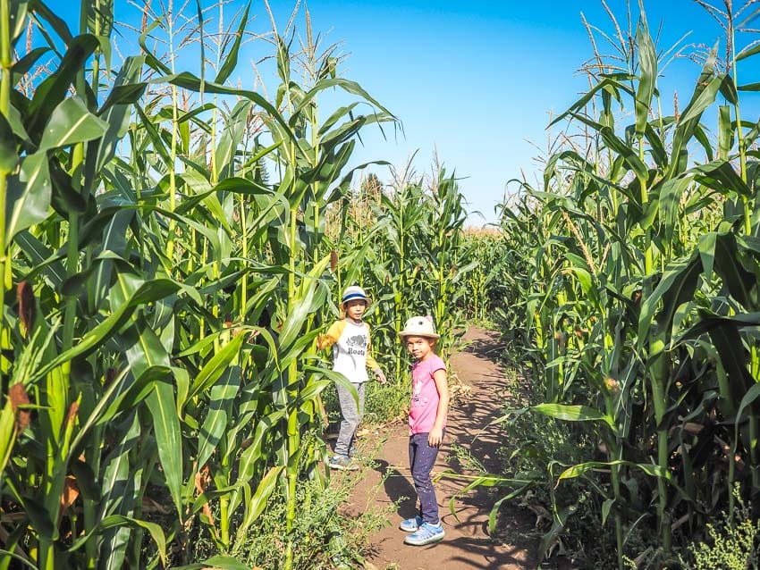 Two kids standing in a corn maze