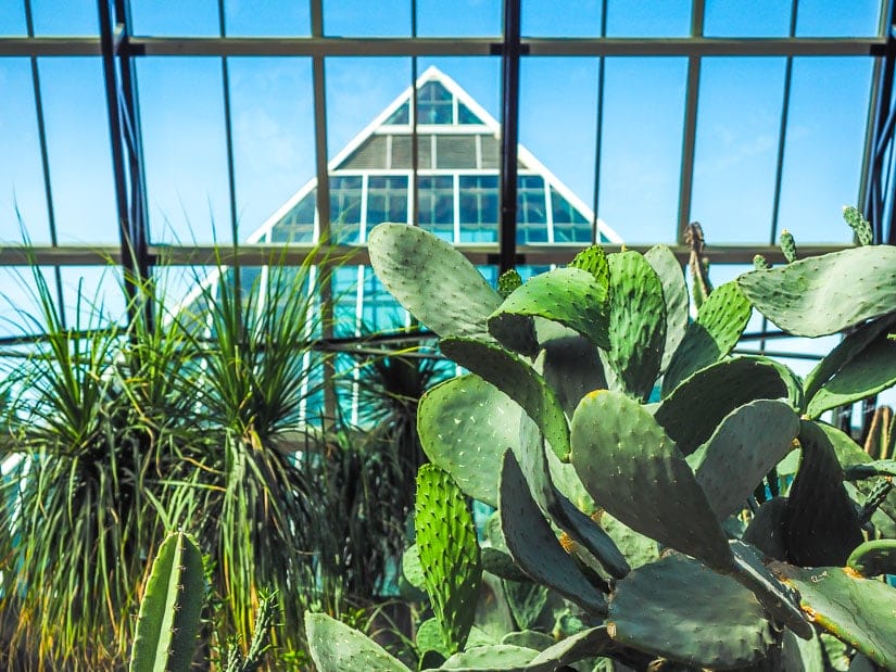 Plants inside a glass pyramid of the Muttart Conservatory, with another pyramid visible outside