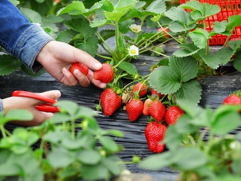 A hand with scissors cutting some strawberries
