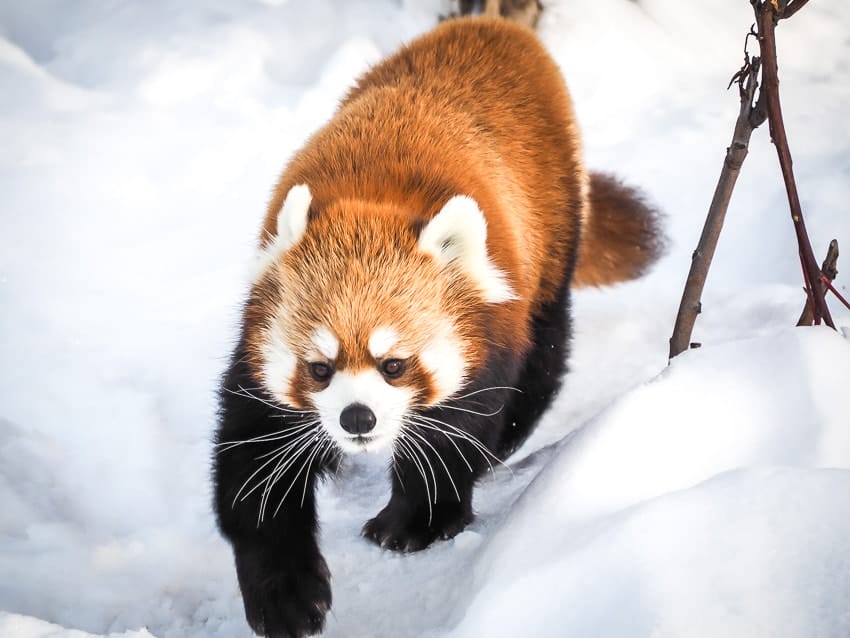 Red panda walking in snow at the Edmonton Valley Zoo